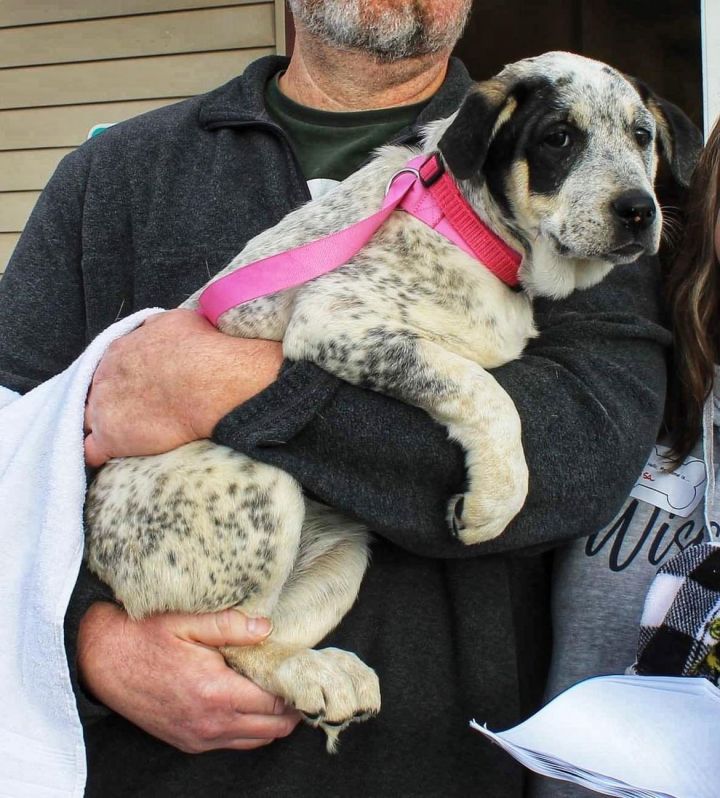 Foster shelters near store me