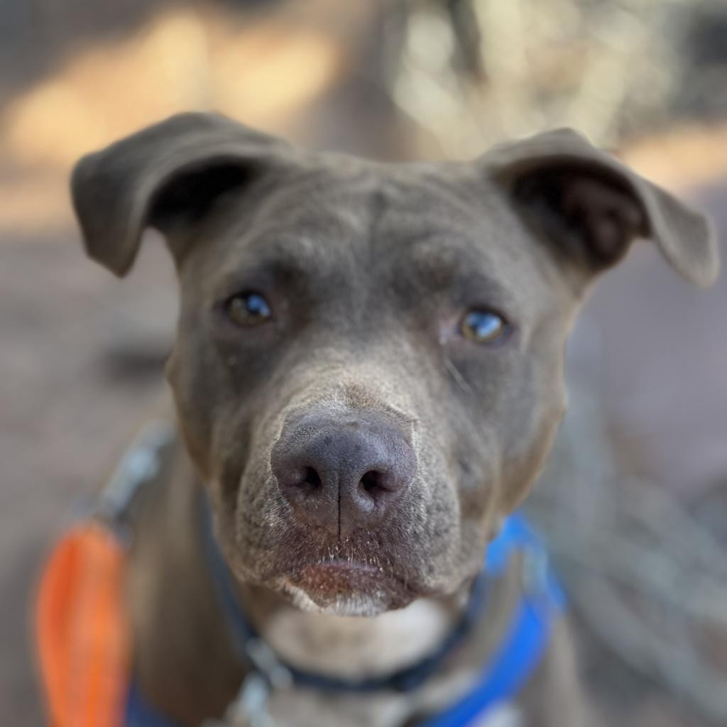 Peaches, an adoptable Pit Bull Terrier in Kanab, UT, 84741 | Photo Image 1