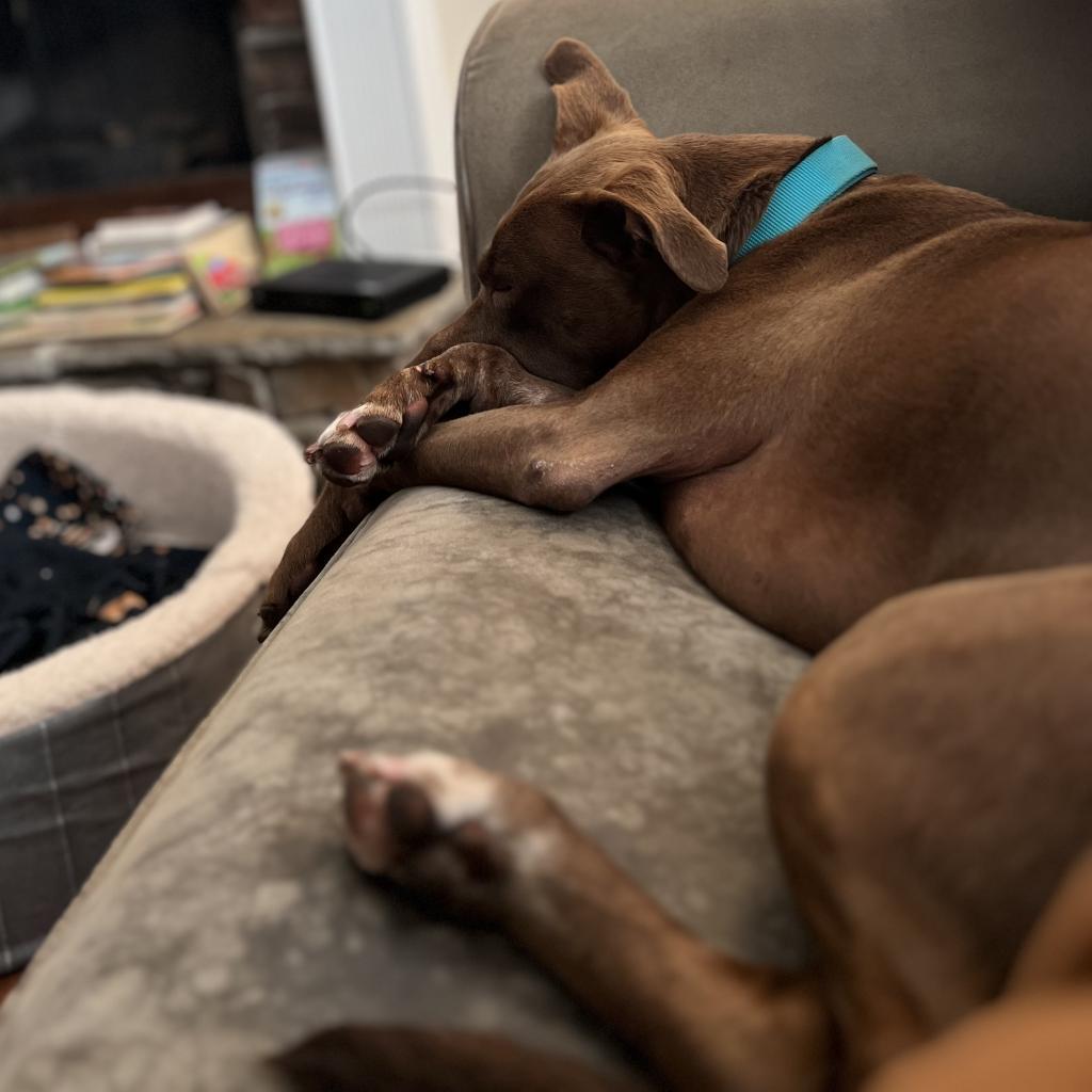 Peaches, an adoptable Pit Bull Terrier in Kanab, UT, 84741 | Photo Image 2