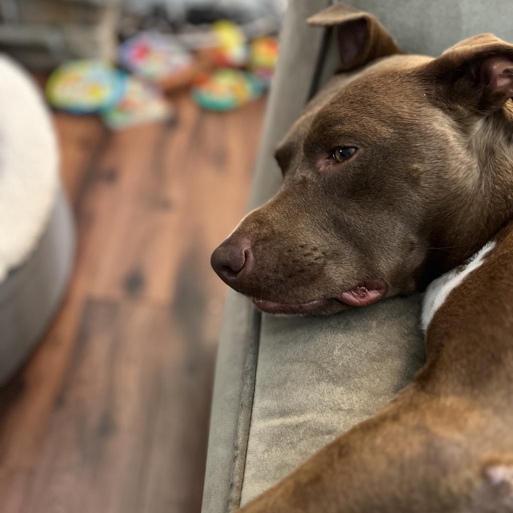 Peaches, an adoptable Pit Bull Terrier in Kanab, UT, 84741 | Photo Image 3