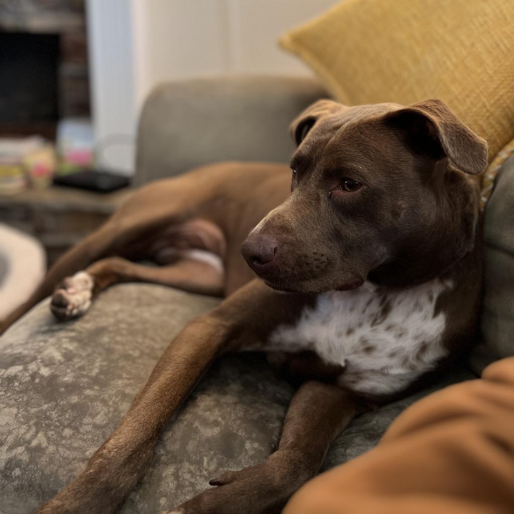 Peaches, an adoptable Pit Bull Terrier in Kanab, UT, 84741 | Photo Image 4