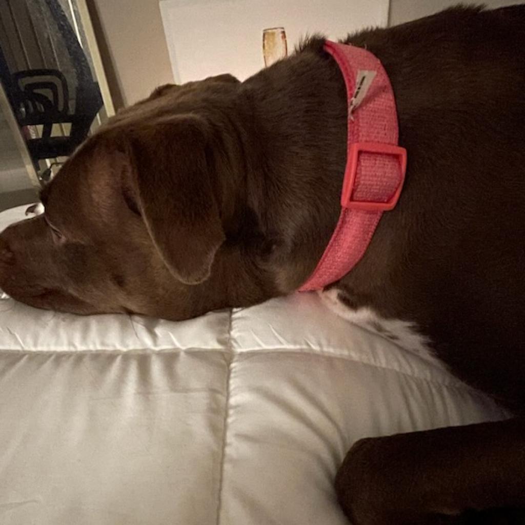 Peaches, an adoptable Pit Bull Terrier in Kanab, UT, 84741 | Photo Image 5