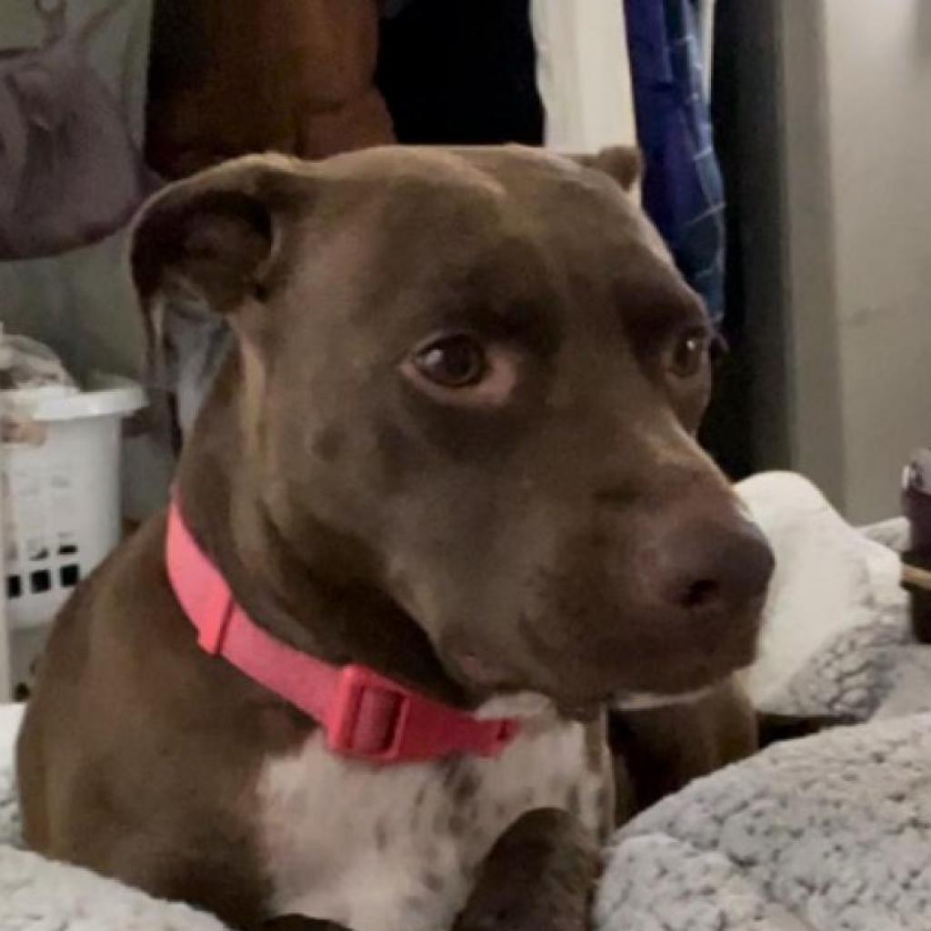 Peaches, an adoptable Pit Bull Terrier in Kanab, UT, 84741 | Photo Image 6