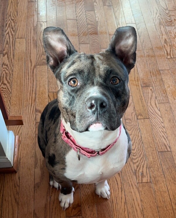 Holly - In Foster