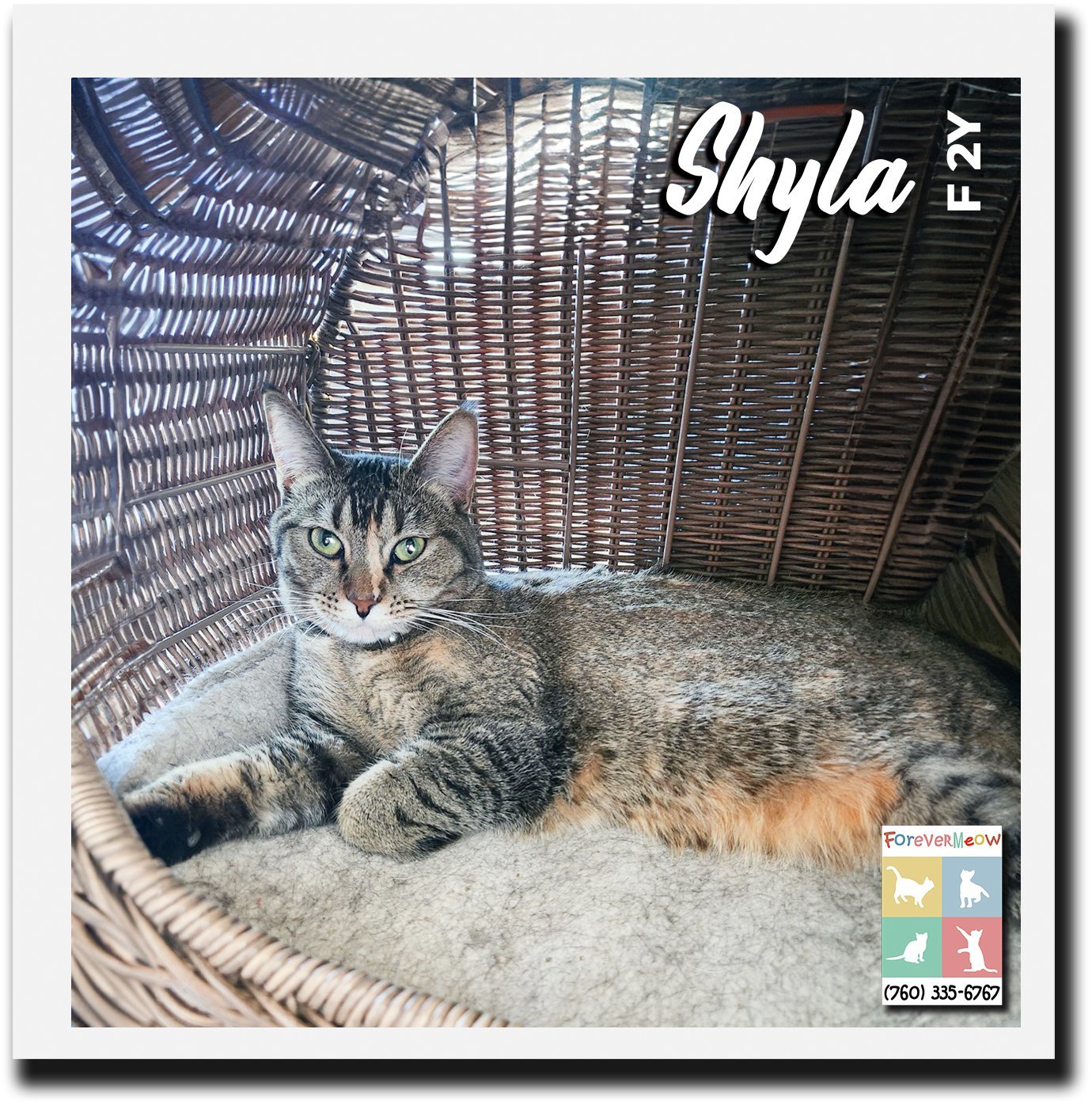 Shyla detail page