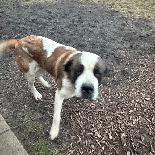 Petfinder saint hot sale bernard