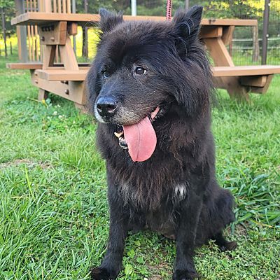 Petfinder samoyed best sale