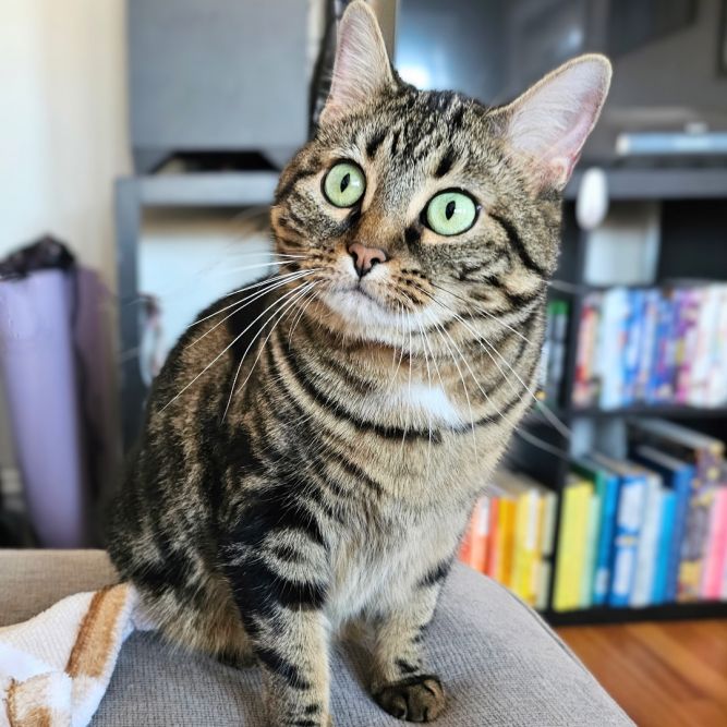 Cat for adoption - Lexa, a Tabby & Domestic Short Hair Mix in Chicago ...