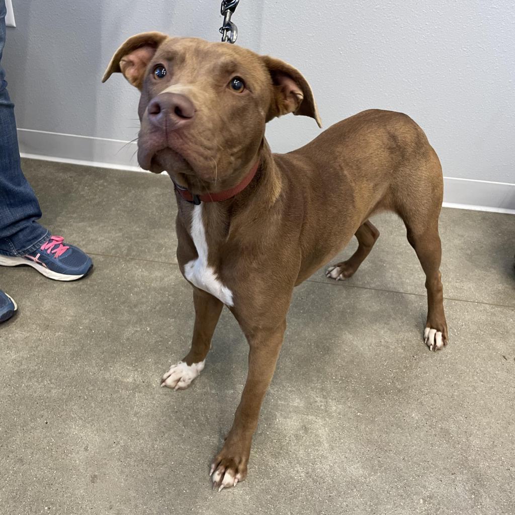 Sweetie, an adoptable Labrador Retriever in Marshall, TX, 75671 | Photo Image 1