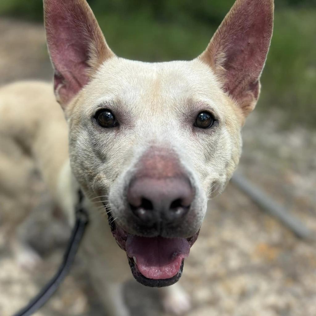 Sawyer, an adoptable Labrador Retriever, Shepherd in Marshall, TX, 75671 | Photo Image 1