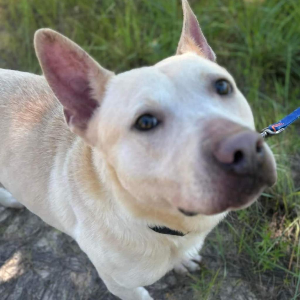 Sawyer, an adoptable Labrador Retriever, Shepherd in Marshall, TX, 75671 | Photo Image 2