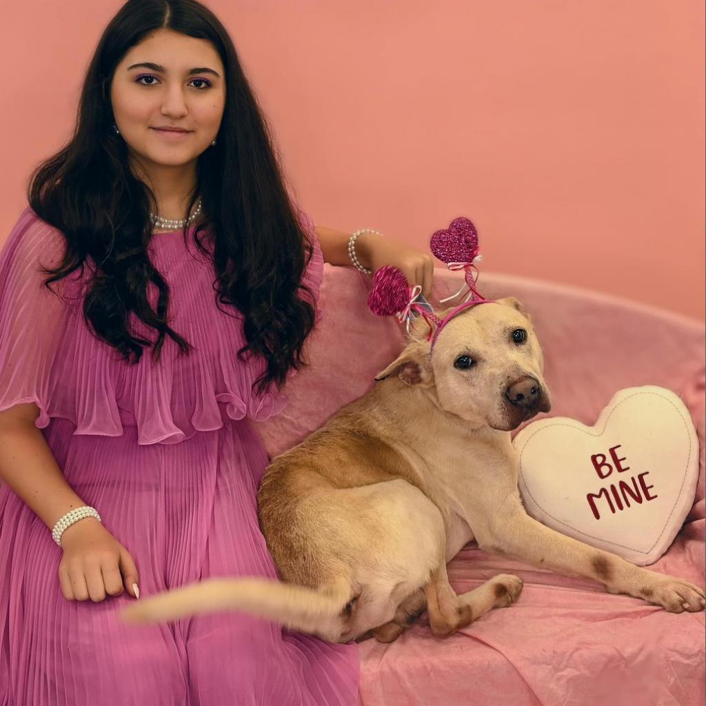 Sawyer, an adoptable Labrador Retriever, Shepherd in Marshall, TX, 75671 | Photo Image 3