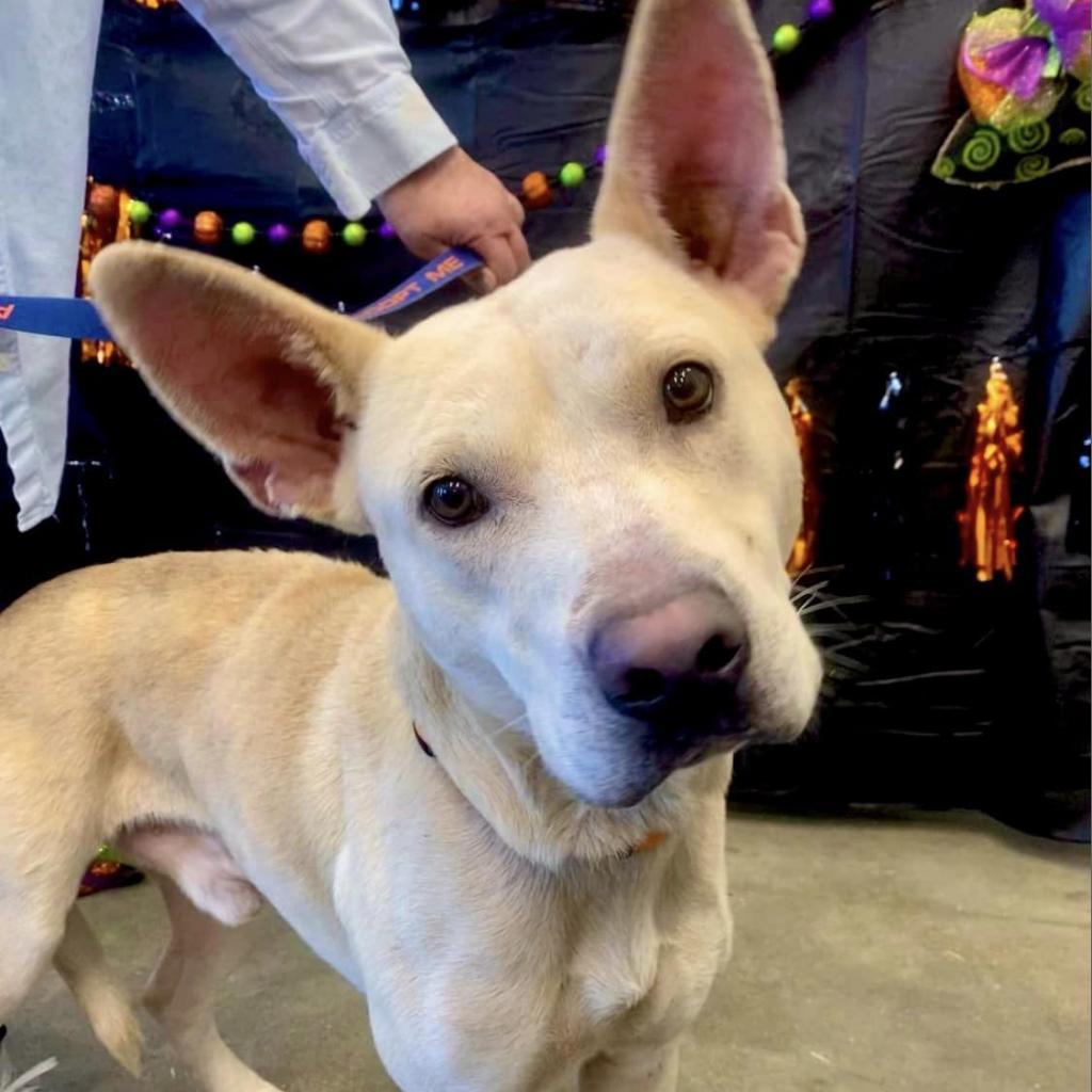 Sawyer, an adoptable Labrador Retriever, Shepherd in Marshall, TX, 75671 | Photo Image 4