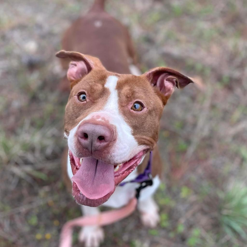 Pierce, an adoptable Retriever, Terrier in Marshall, TX, 75671 | Photo Image 2