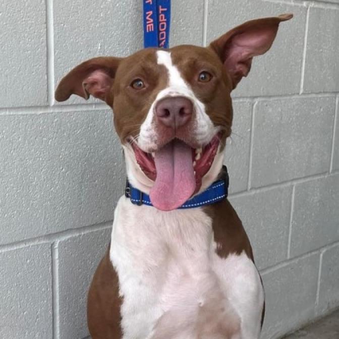 Pierce, an adoptable Retriever, Terrier in Marshall, TX, 75671 | Photo Image 3