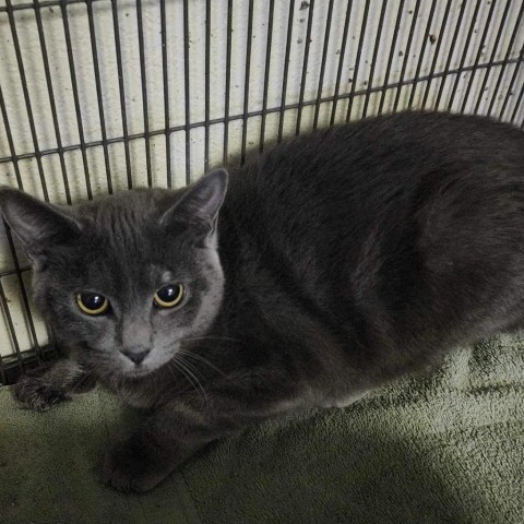 Grey AZ, an adoptable Domestic Short Hair in Las Vegas, NV, 89145 | Photo Image 1