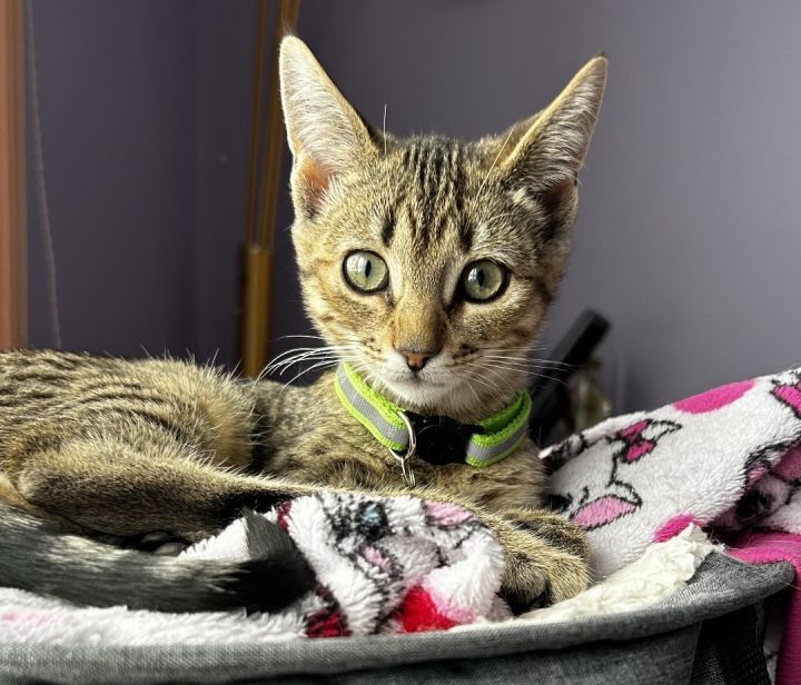 Delilah , an adoptable Tabby in Pierre, SD_image-1