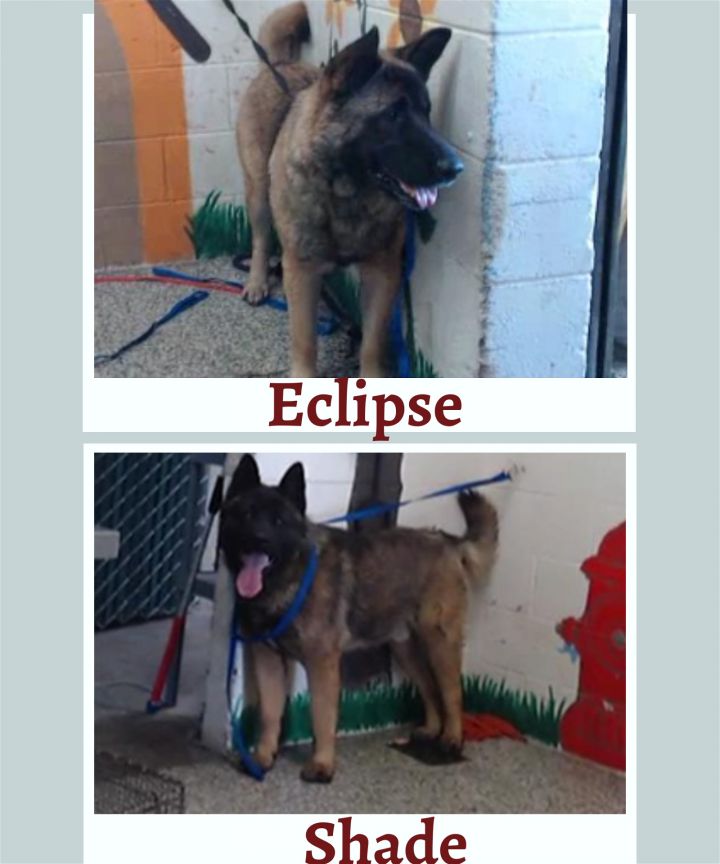 Eclipse and Shade 2