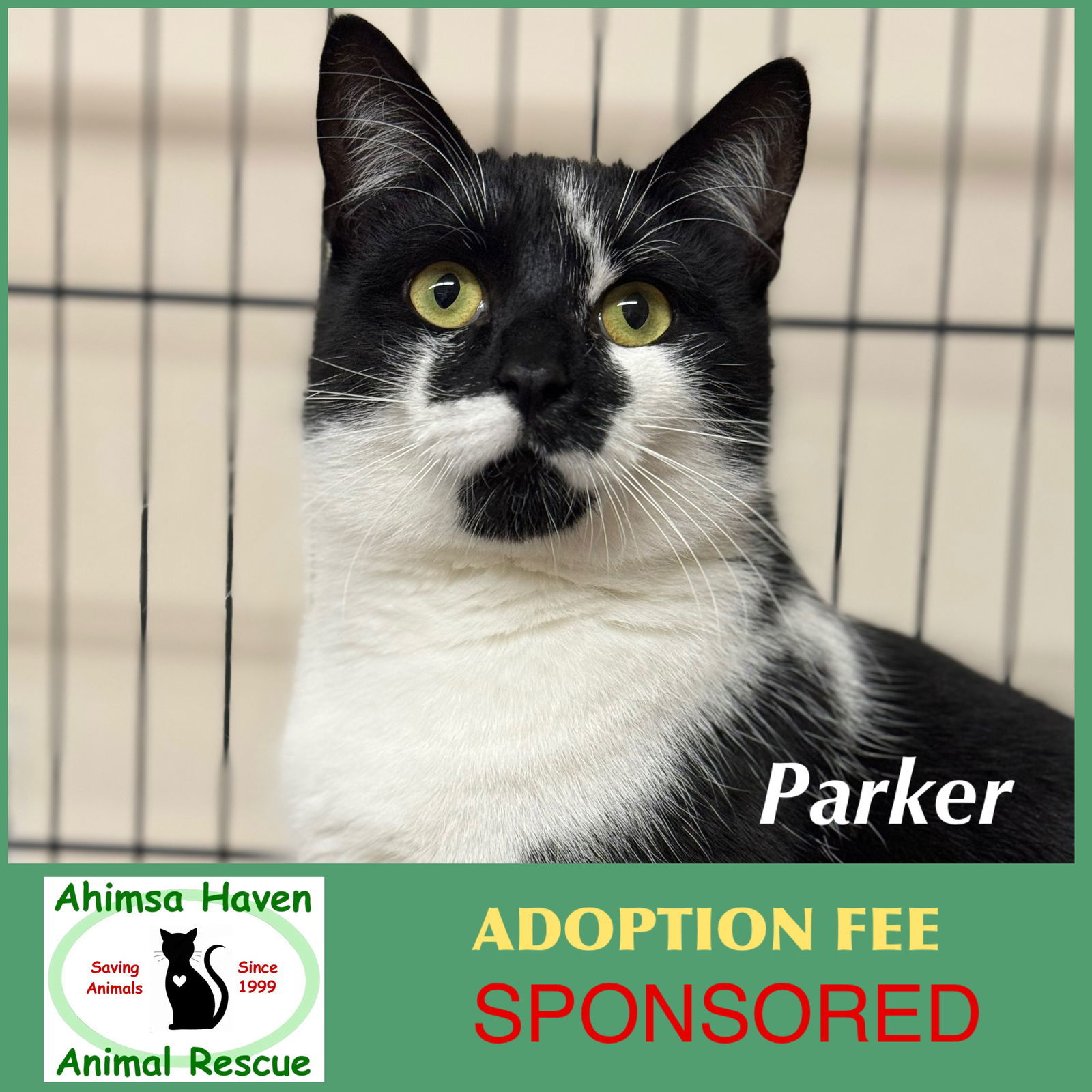 Parker, an adoptable Domestic Short Hair in Winchendon, MA, 01475 | Photo Image 1