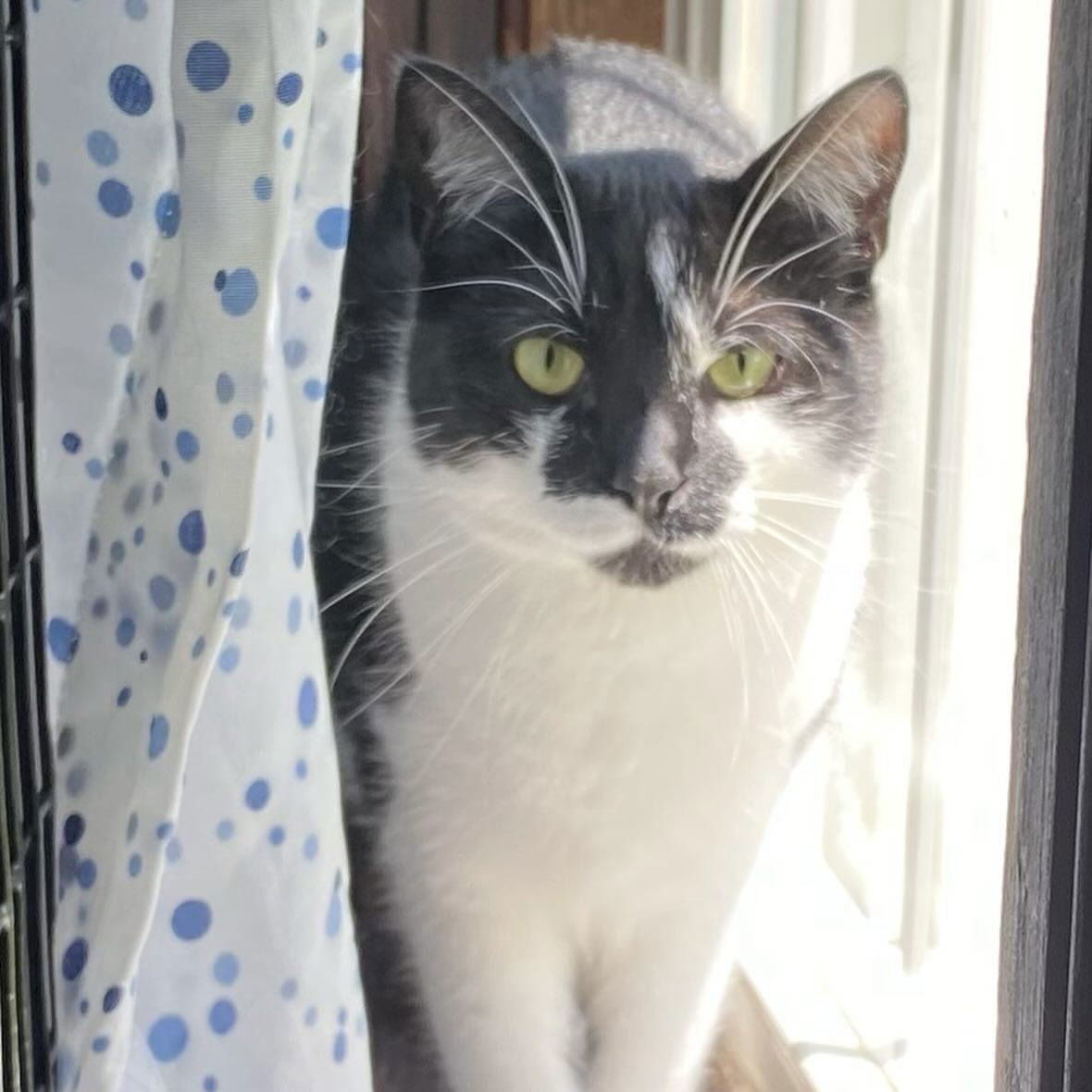 Parker, an adoptable Domestic Short Hair in Winchendon, MA, 01475 | Photo Image 2