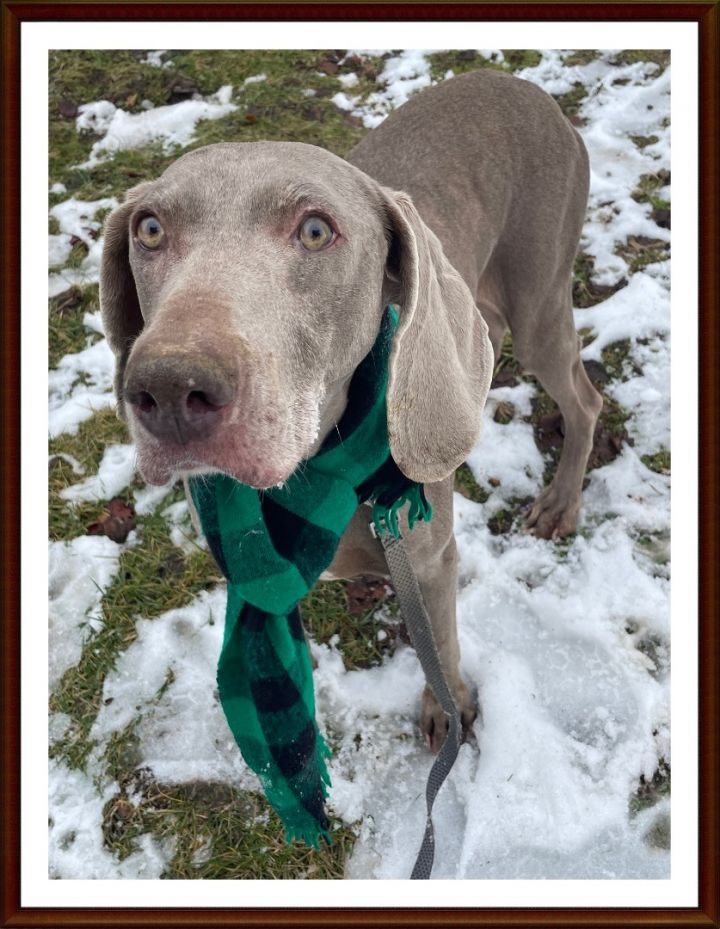 Weimaraner petfinder 2024