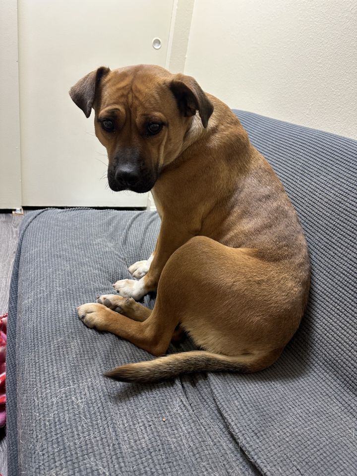 Dog for adoption - Mona, a Boxer Mix in Flagstaff, AZ