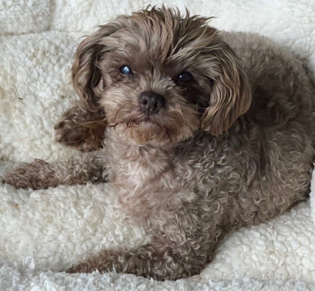 Miniature poodle hotsell and maltese mix