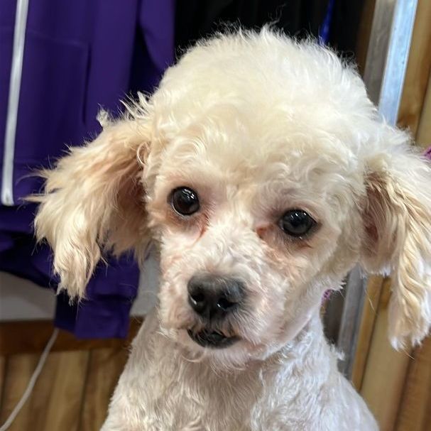 Miniature poodle and bichon clearance frise mix