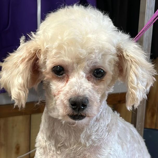 Bichon frise hotsell miniature poodle mix