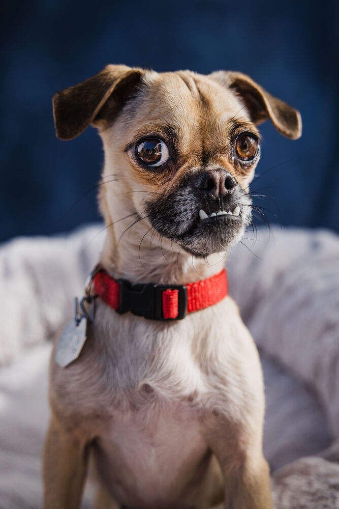 Poppy, an adoptable Pug, Chihuahua in Boulder, CO, 80305 | Photo Image 1