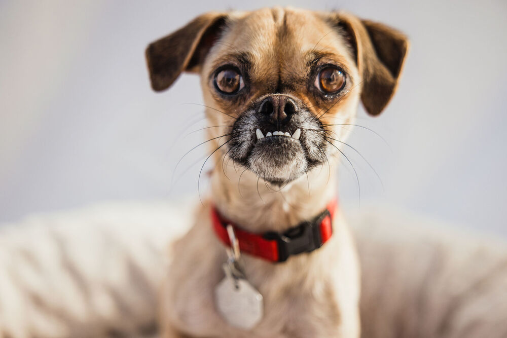 Poppy, an adoptable Pug, Chihuahua in Boulder, CO, 80305 | Photo Image 2