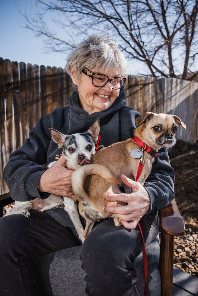 Poppy, an adoptable Pug, Chihuahua in Boulder, CO, 80305 | Photo Image 3