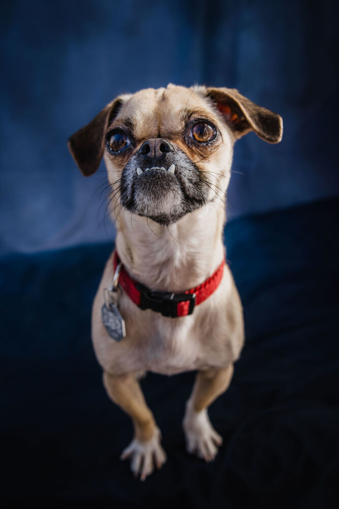 Poppy, an adoptable Pug, Chihuahua in Boulder, CO, 80305 | Photo Image 4