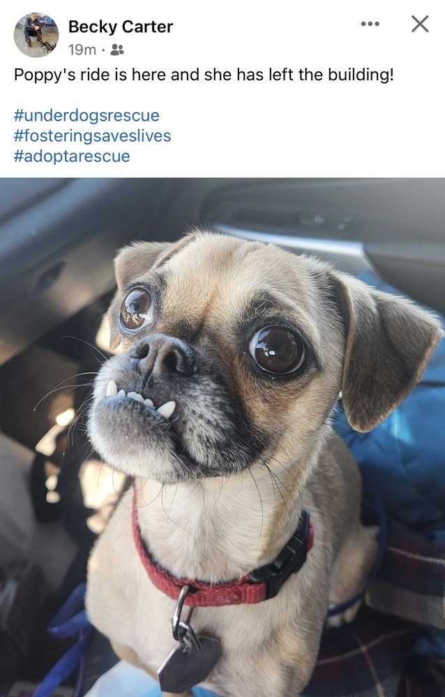 Poppy, an adoptable Pug, Chihuahua in Boulder, CO, 80305 | Photo Image 5