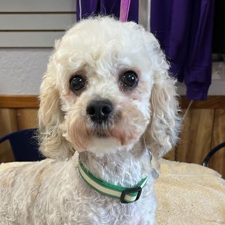 Miniature poodle and outlet bichon frise mix