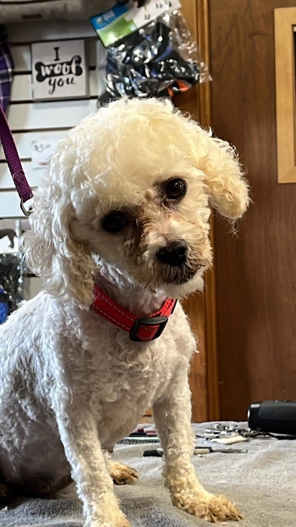 Bichon frise hot sale petfinder