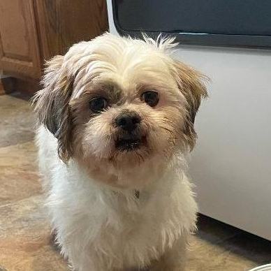 Dog for adoption London Foster Home Needed a Shih Tzu in