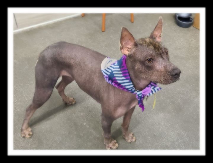 Xoloitzcuintli petfinder clearance