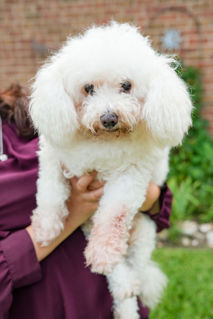 Shiadanni, an adoptable Poodle, Maltese in College Station, TX, 77845 | Photo Image 1