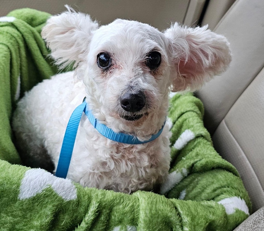 Shiadanni, an adoptable Poodle, Maltese in College Station, TX, 77845 | Photo Image 3