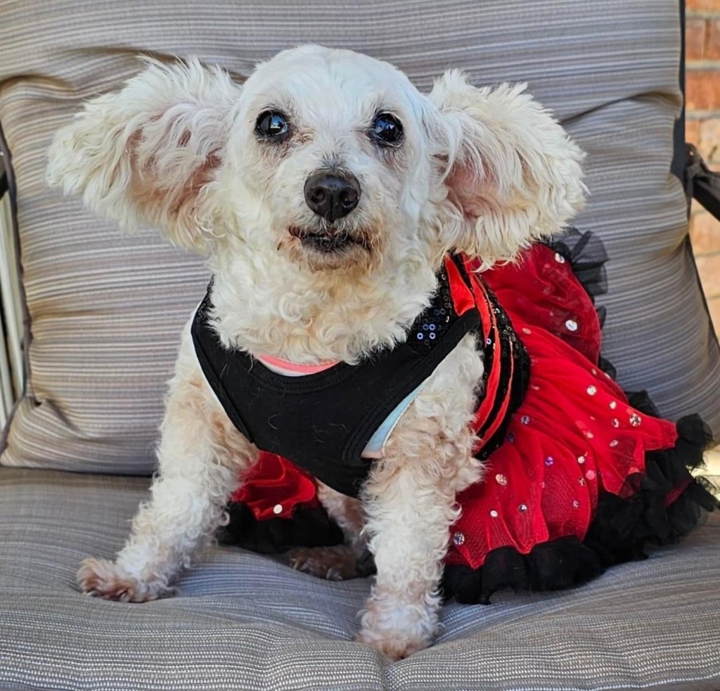 Shiadanni, an adoptable Poodle, Maltese in College Station, TX, 77845 | Photo Image 4