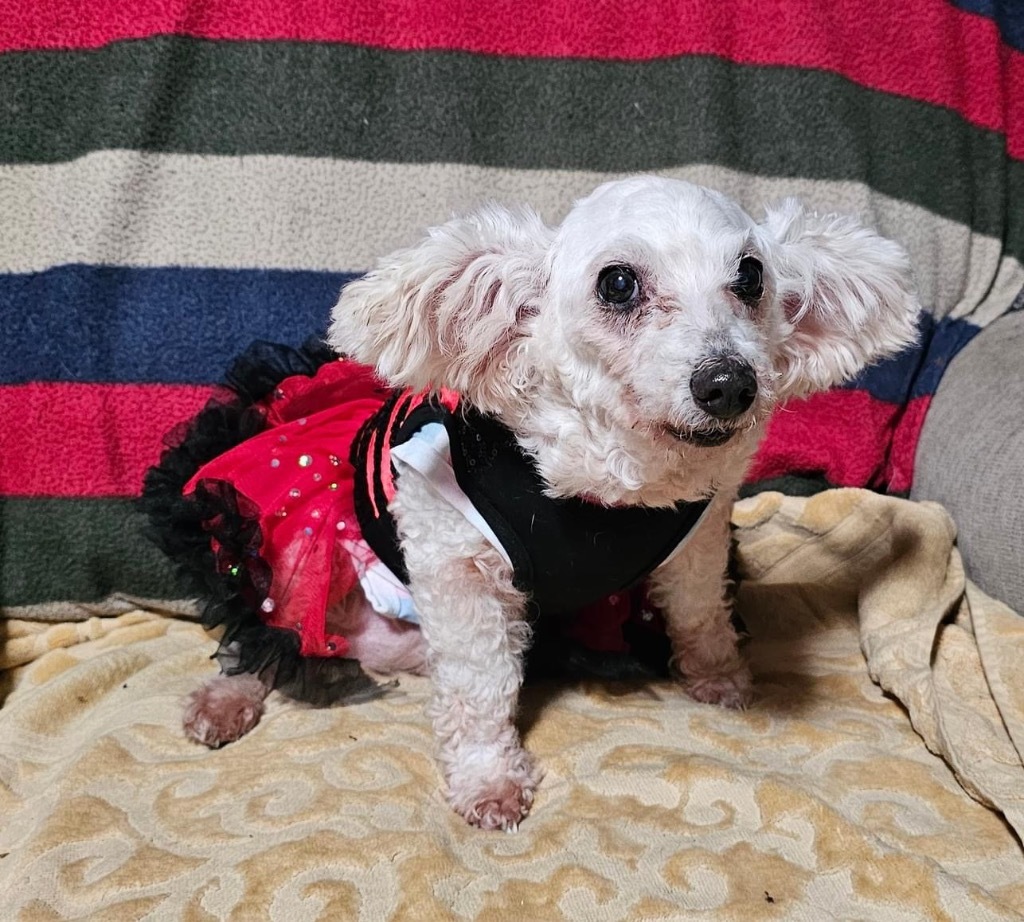 Shiadanni, an adoptable Poodle, Maltese in College Station, TX, 77845 | Photo Image 5