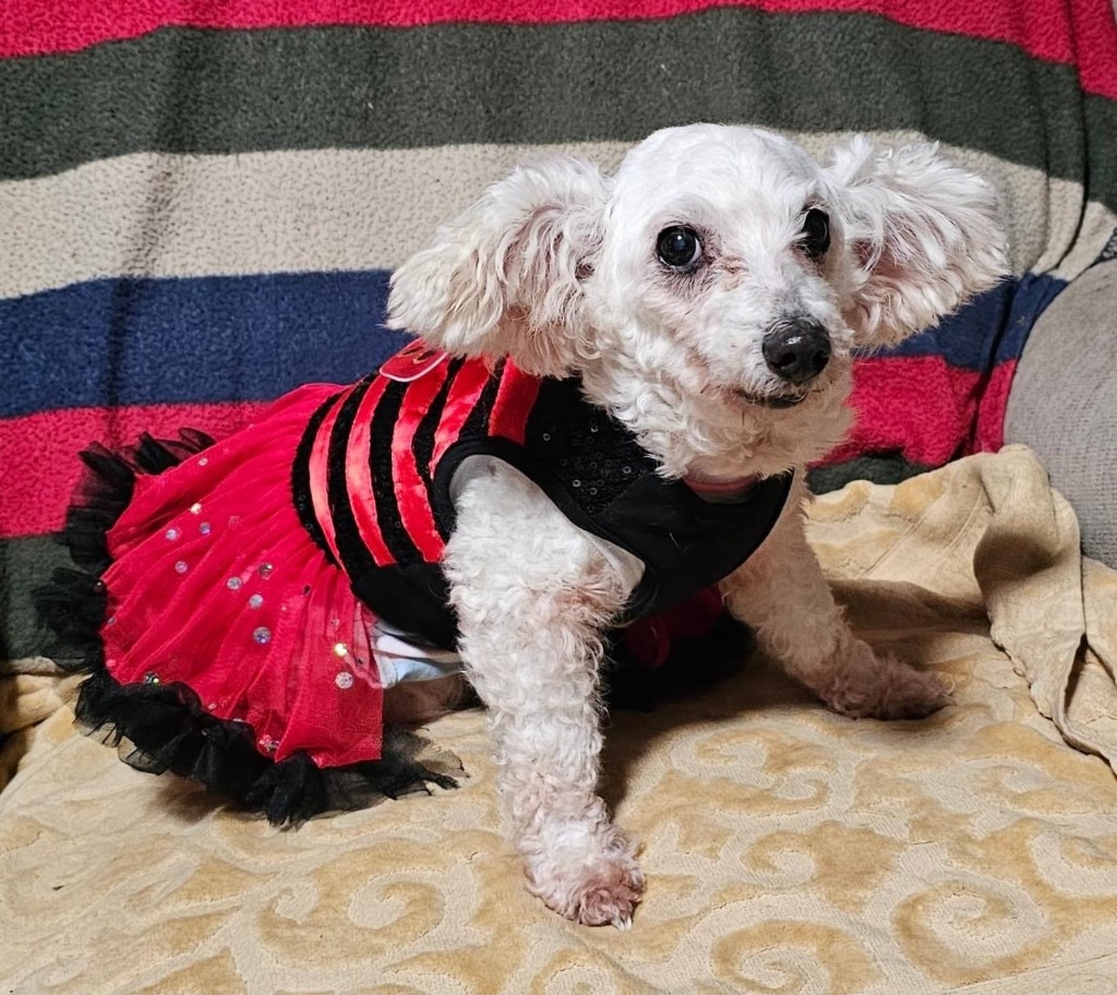 Shiadanni, an adoptable Poodle, Maltese in College Station, TX, 77845 | Photo Image 6