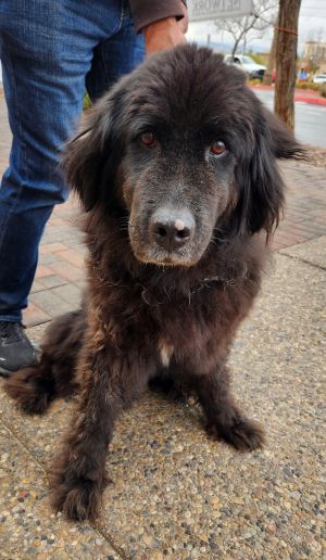 Petfinder newfoundland store