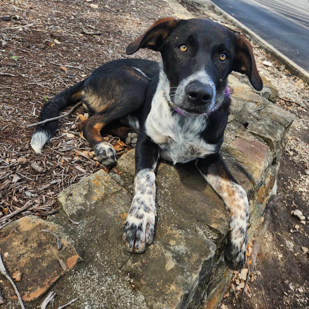 Bronx Jum, an adoptable Australian Cattle Dog / Blue Heeler, Spaniel in Austin, TX, 78701 | Photo Image 3