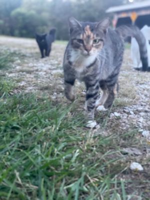Brooke, Adult Female Domestic Short Hair