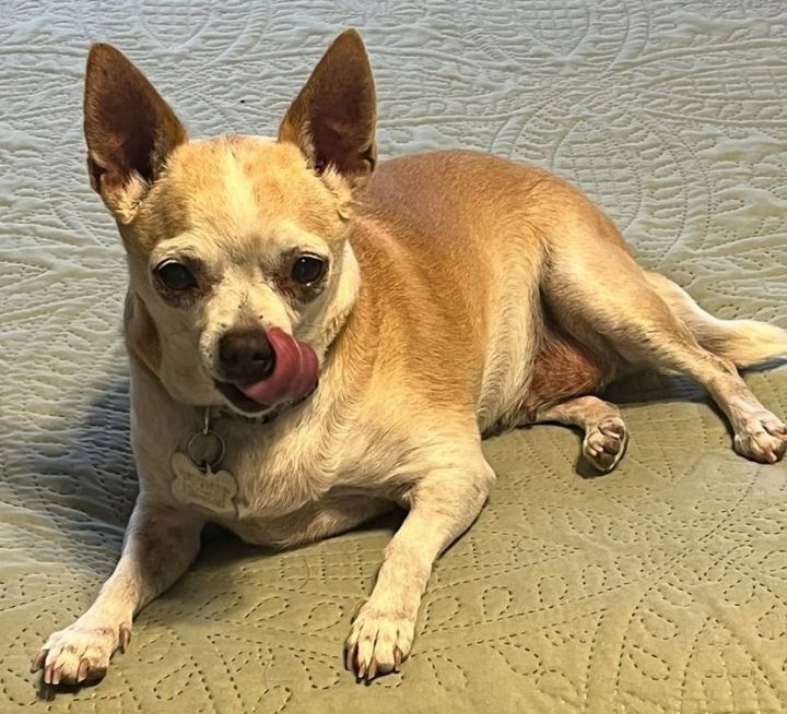 Dog for adoption - Baby, a Chihuahua in Phoenix, AZ | Petfinder