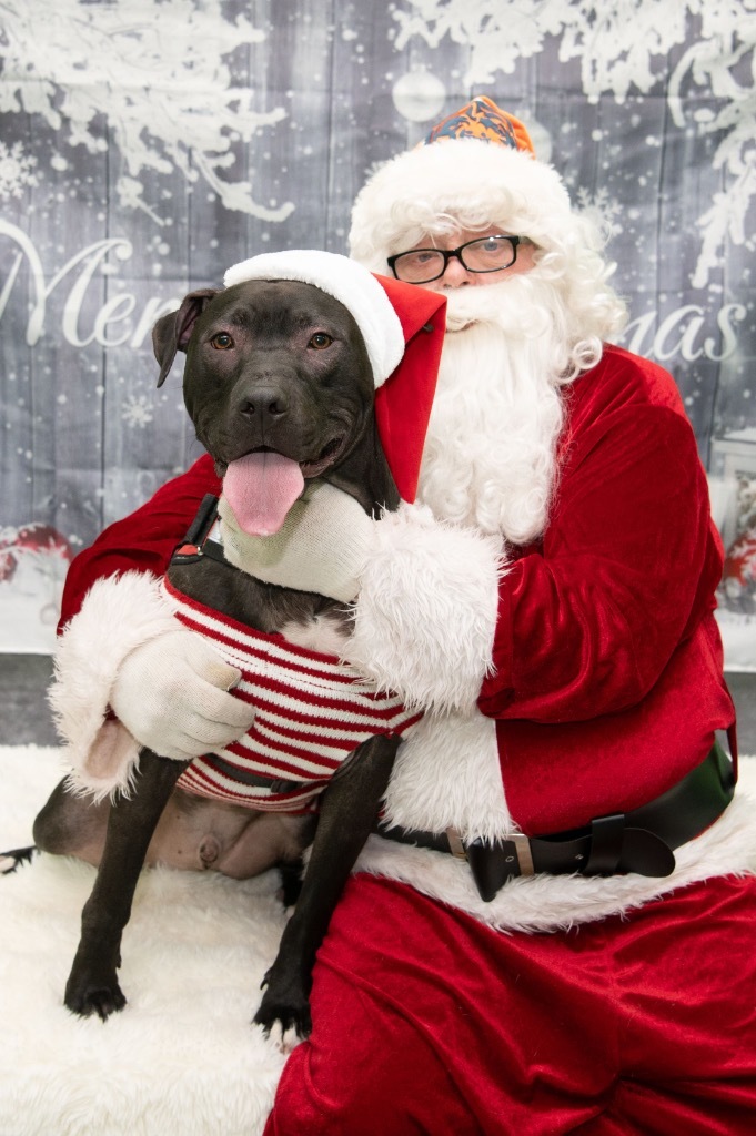 Ash, an adoptable Pit Bull Terrier, Black Labrador Retriever in Richfield, WI, 53076 | Photo Image 1