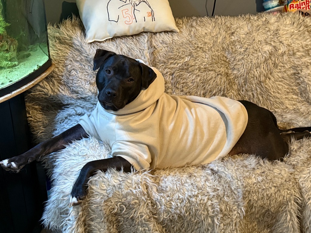 Ash, an adoptable Pit Bull Terrier, Black Labrador Retriever in Richfield, WI, 53076 | Photo Image 1