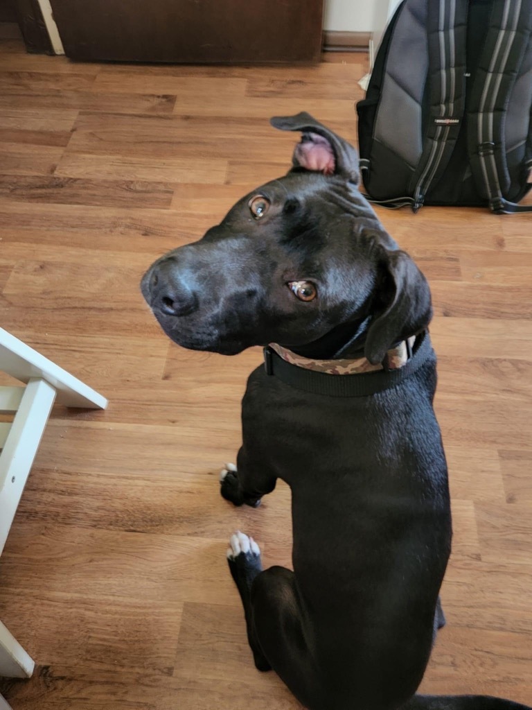 Ash, an adoptable Pit Bull Terrier, Black Labrador Retriever in Richfield, WI, 53076 | Photo Image 2